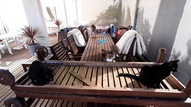 Cats on a balcony! смотреть онлайн