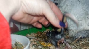 Шиншилла Рожает Второго Малыша! Роды у Шиншиллы! Первый вздох Шиншилленка? Не для слабонервных!!!