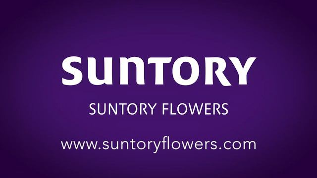 New varieties and focus brands for 2020 смотреть онлайн