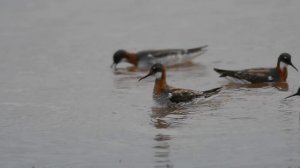 Кулики-плавунчики.