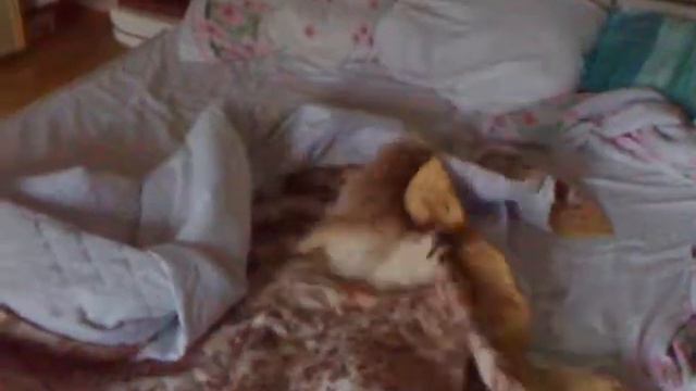 очень смешная собака смотреть онлайн