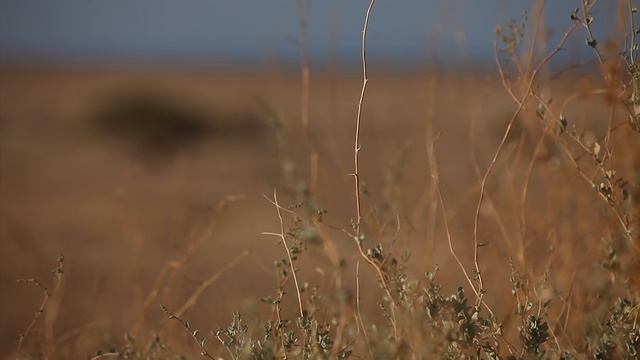 ЛИОН ФЕЙХТВАНГЕР. “Иеффай и его дочь“. Библейский сюжет