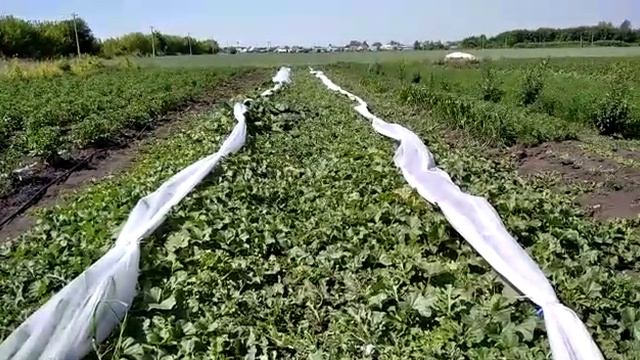 Выращивание арбузов и дынь в средней полосе России смотреть онлайн