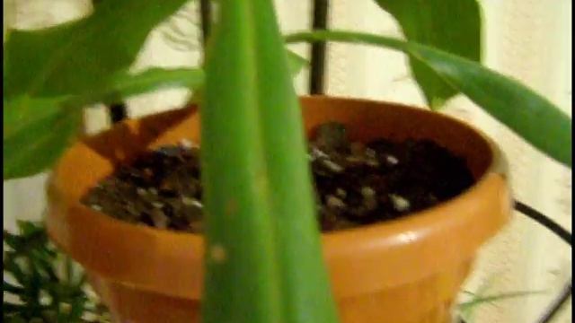 Nepenthes alata - новый житель нашей квартиры. смотреть онлайн