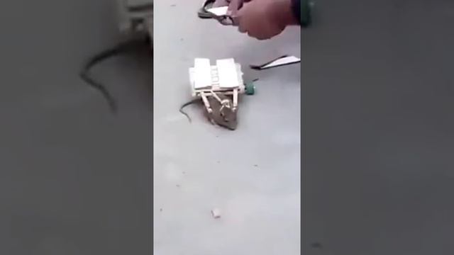 هاد لهنود والله حتى مصاخيط فار قنعوه بلي هو حمار هههههههه смотреть онлайн