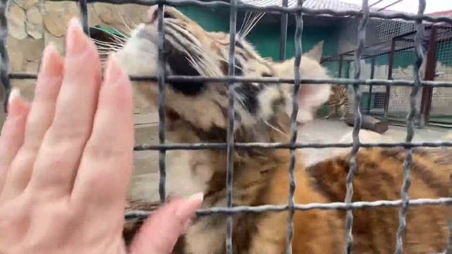 Малыши тигрята ЗАГНАЛИ МАМУ НА ПОЛКУ !