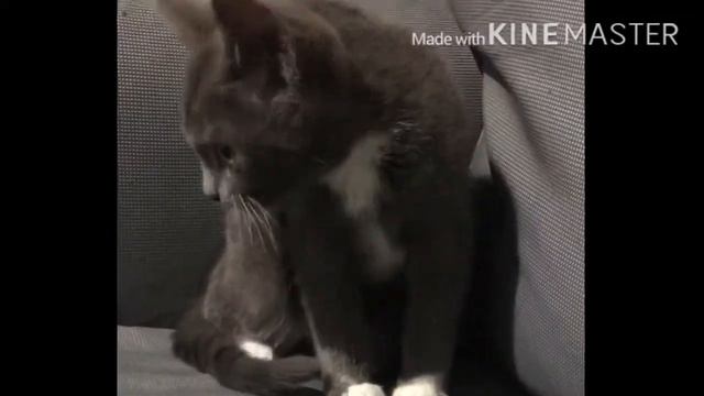 Cat- Ticking meme смотреть онлайн