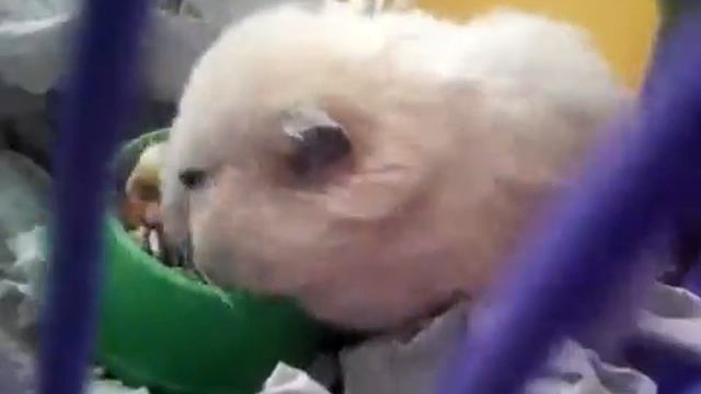 Хомячиха пробует корм Little one!! смотреть онлайн