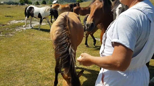 Дикая Черногория - Букумирское озеро, ущелье Горло Соколово, деревня Кучка Корыта смотреть онлайн