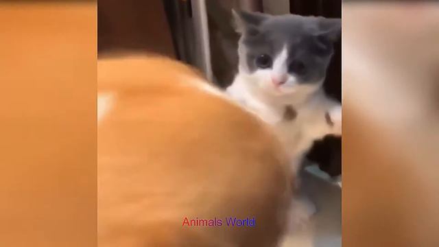 Прикольные зверюги. Funniest Animals Video 2. смотреть онлайн