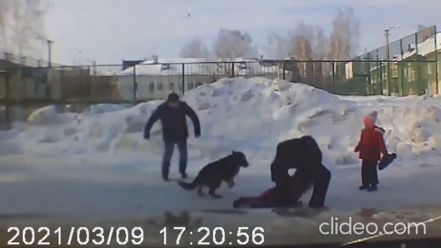 В Новосибирске бродячий пёс напал на совсем маленьких детей и пытался их разодрать смотреть онлайн