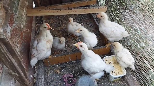 Клеим обои в кухне,первые плоды )) смотреть онлайн