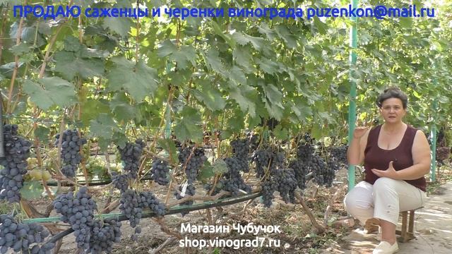 10. Плохое опыление винограда - человеческий фактор, ошибки виноградарей Лекция Пузенко смотреть онлайн