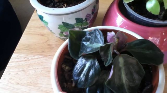My Peperomia Collection смотреть онлайн