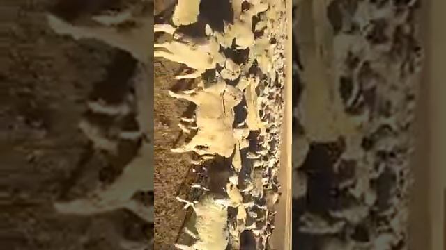 Забой баранов, стадо 600 голов. смотреть онлайн