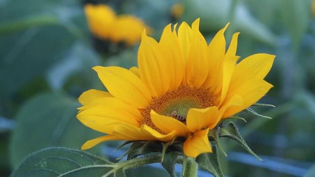 Positive Energy & Harmony Inner Peace смотреть онлайн