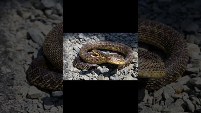 Сарматский полоз, или Палласов полоз смотреть онлайн