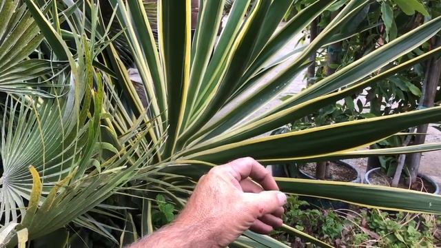 Yucca Elephantipes ‘Variegata’, Variegated Yucca
