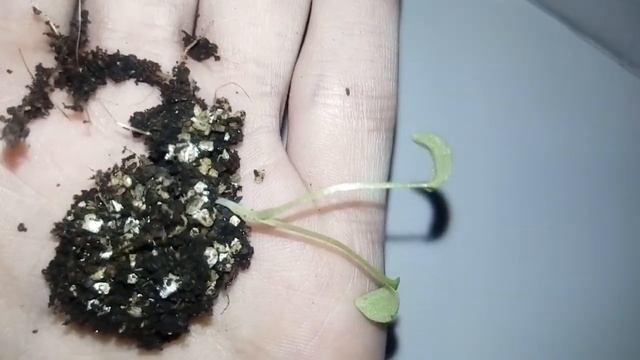 Пересадка всходов Дельфиниума. Главное не упустить момент! смотреть онлайн