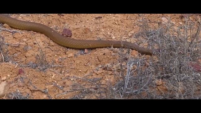 This Snake Eats Gorillas - The Most Dangerous Snake in the World смотреть онлайн