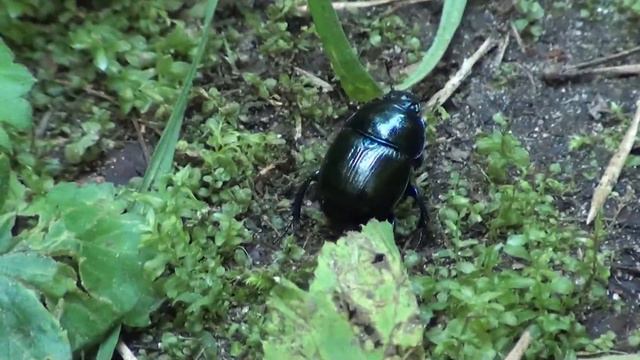 земляника смотреть онлайн
