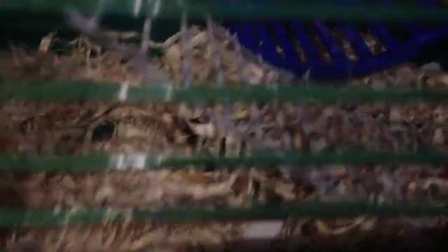 Сказка про хомяка смотреть онлайн