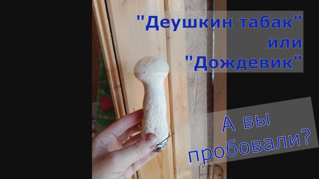 Жарим Гриб Дождевик - потрясающее блюдо! смотреть онлайн