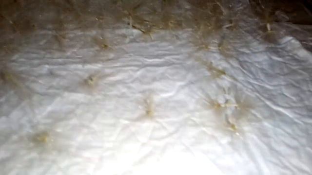 Адениум! Урожай! Третий стручок! смотреть онлайн