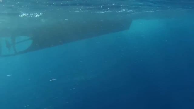 Operation Apex Harmony: Tiger Shark caught on Drum line, Gracetown WA смотреть онлайн