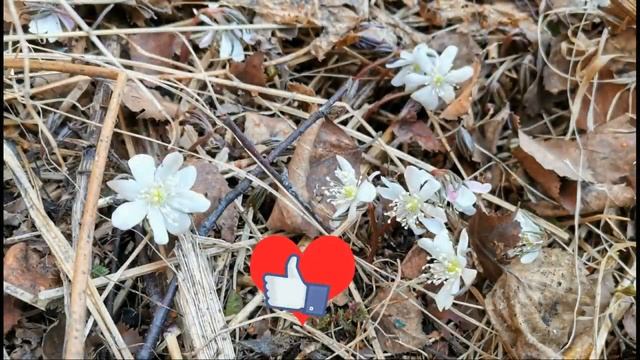 Цветут подснежники,природа проснулась! Иппотерапия(из архива).Уха на природе....Влог смотреть онлайн