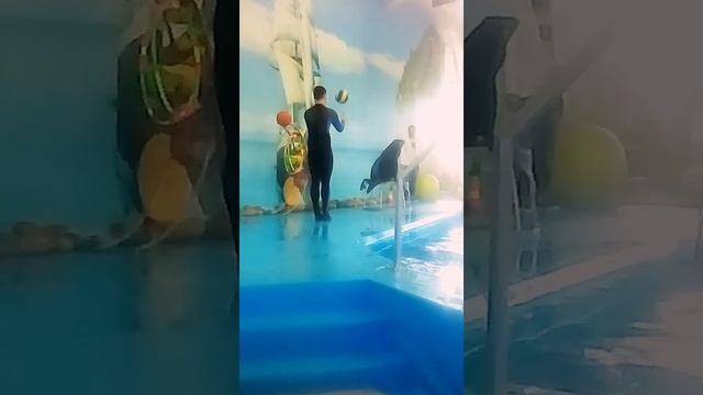Дельфинарий Nemo в Минске смотреть онлайн