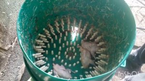 У какой породы перепелов самое вкусное мясо?