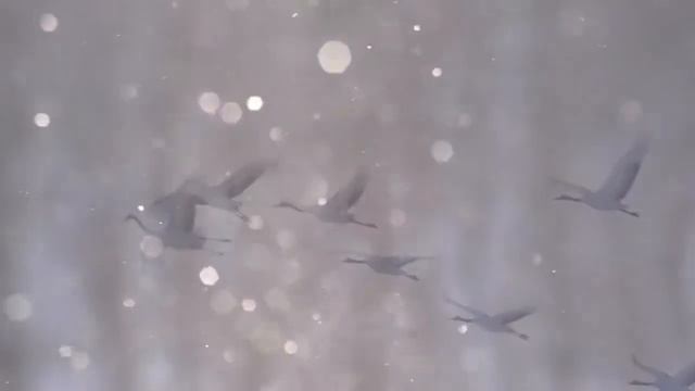 Разговоры о важном 22 октября, праздник белых журавлей. смотреть онлайн