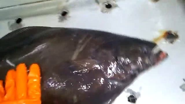 ЧЁРНЫЙ ПАЛТУС смотреть онлайн