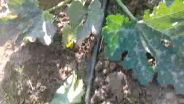 Первый сбор кабачка Искандер F1 2017 смотреть онлайн