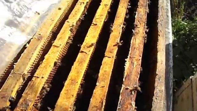 работы с пчелами, в сентябре - октябре смотреть онлайн