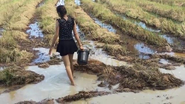Удивительные Красивая девушка чистая рыбалка | Как рыболовную сеть в Камбодже (# 1) смотреть онлайн