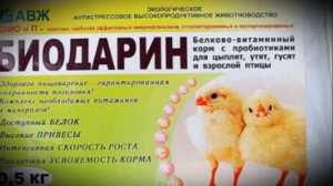 Почему домашние цыплята падают на ноги