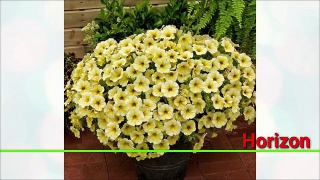 22 Best Petunia Flower Varieties | Types of Petunia Plant with Names | Swaroopa Diaries смотреть онлайн