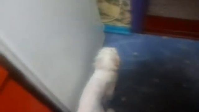 кот моет холодильник смотреть онлайн