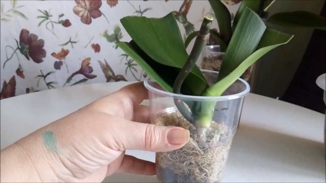 Как понять что хочет орхидея?))) Уценка уценки рознь)))