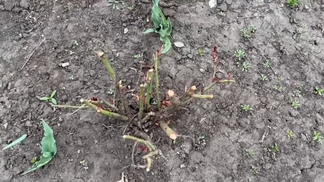 Розы больше не будут болеть, вносим только 1 раз под куст в МАЕ, больше не потребуется. Розы оживут смотреть онлайн