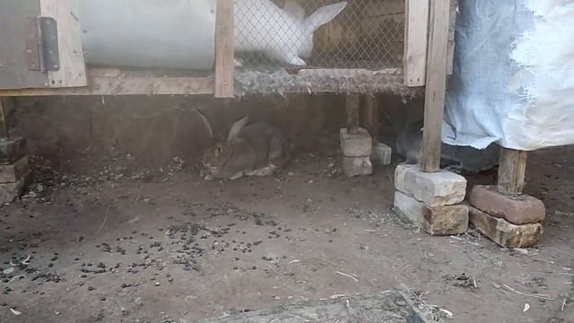 Случка кроликов смотреть онлайн