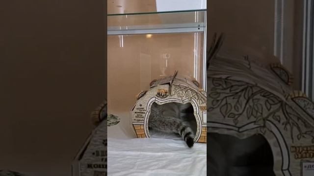 Лёлик в отпуске ???