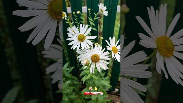Ромашки цветут, а на дворе октябрь#shorts #сад#цветы#дача смотреть онлайн