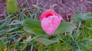 Песня "Верю я" в исполнении Александра Полякова