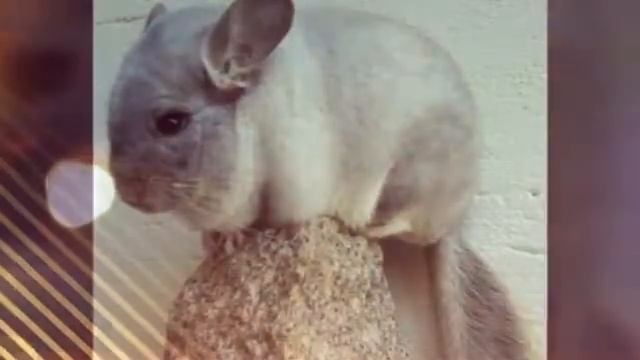 Окрасы шиншилл|всё о шиншиллах смотреть онлайн