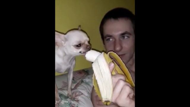 Фифи сама не своя, когда голодная смотреть онлайн