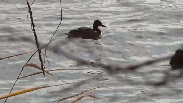 Ух ты! Водная Птица. Утки часть 2 смотреть онлайн