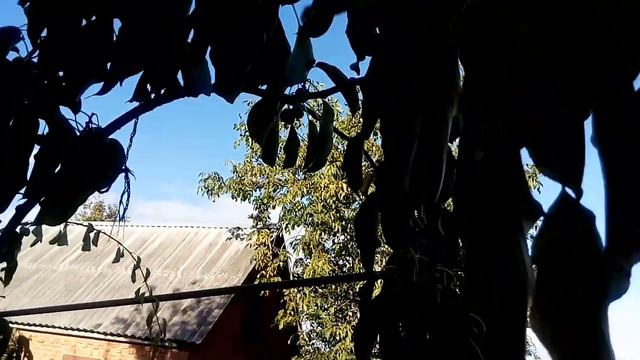 Актинидия на севере Украины. смотреть онлайн
